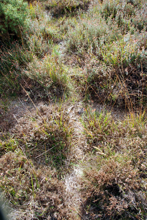 Colour photograph of an animal path through the heather and grasses, making a crossroads in the foreground.