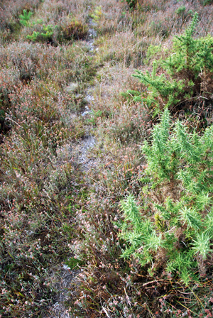 Colour photograph of an animal path through the heather , grasses and thorns.