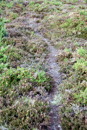 Colour photograph of an animal path through the heather , grasses and thorns.