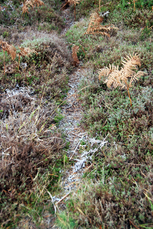 Colour photograph of an animal path through the heather , grasses and bracken.