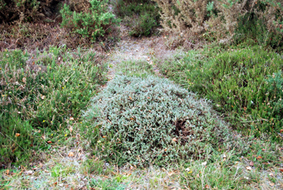 Colour photograph of an animal path through the heather, with two paths turning into one in the foreground.