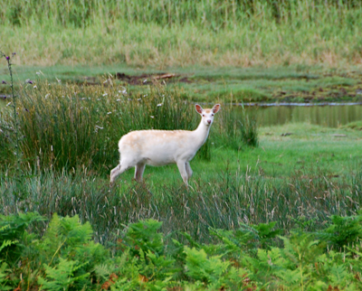Colour photograph of a white doe gazing towards the camera from the reedbeds
