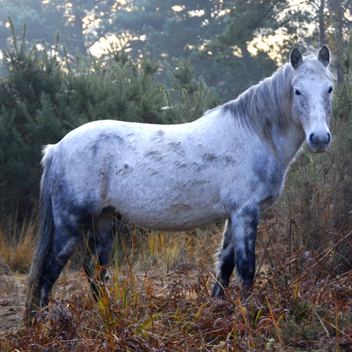 Colour photograph of a white and grey pony feeding in the early morning mist, looking towards the camera.