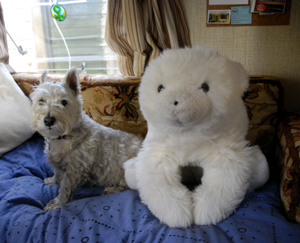 Colour photograph of a Westie and a toy polar bear, sitting next to each other on a seat in the caravan.