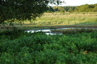 Colour photograph with ferns in the foreground, shallow water in the midground and sunlit reed beds and then more woodland in the background.