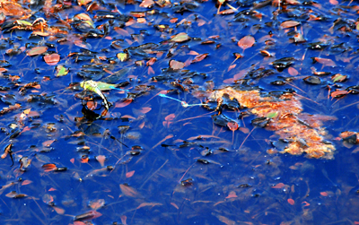 Colour photograph of the surface of a pond, showing plants beneath and insects feeding on the surface