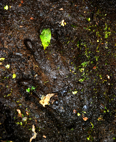 Colour photograph of a hand print in firm peaty mud, with green leaves imprinted within it.