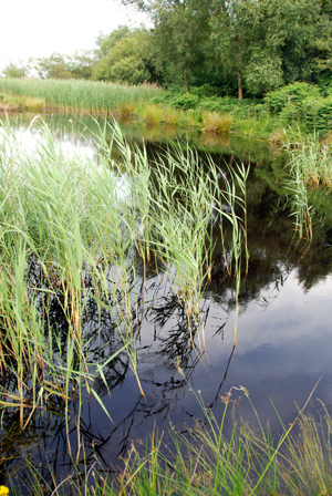 Colour photograph of reeds reflected in pond water, with a grassy bank in the background.