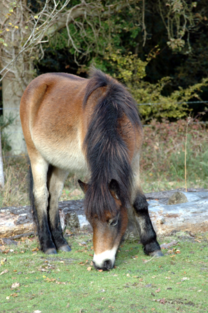 Colour photograph of a small brown pony with black mane, tail and hocks, with its head down eating grass, with woodland behind it.