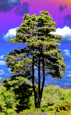 Digitally manipulated colour photograph of a pine tree on the heath.