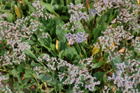 Close-up colour photograph of purple marsh flowers.
