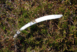 Colour photograph of a rib bone sticking up out of the heather.