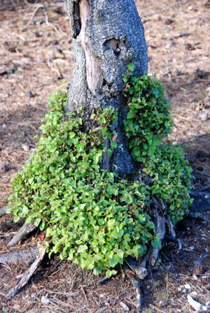 Colour photograph of a creeper growing on the bare roots of a tree trunk.