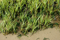 Colour photograph showing grasses growing through wet sand.