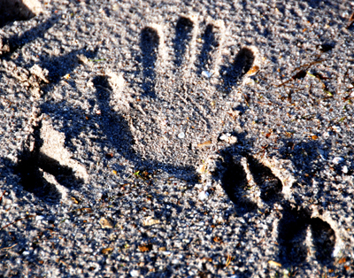 Colour photograph of hand prints and bird tracks in gritty sand.