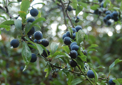 Close up colour photograph of sloes growing on branches, still wet from the rain