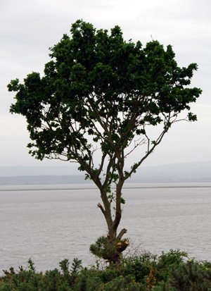 Colour photograph of a thorny bush outlined against grey water and sky