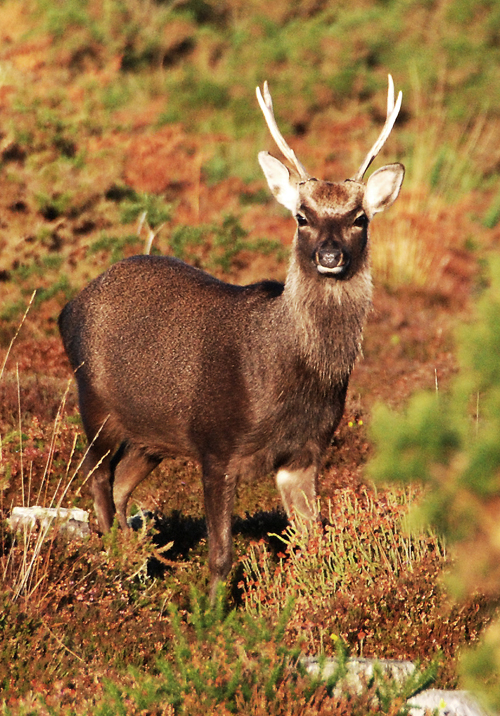 Colour photograph showing a young brown stag looking towards the camera with bracken in the background.