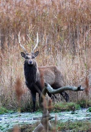 Colour photograph of a dark brown stag staring at the camera out of the reedbeds, with an antler-like branch in the foreground.