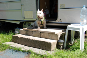 Colour photograph of a Westie sitting on top of steps made from concrete slabs and blocks.