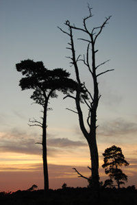 Colour photograph of trees outlined against the sunset.