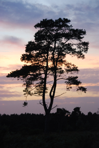 Colour photograph of a tree outlined against the sunset.