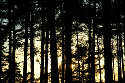 Colour photograph of sun going down behind pine trees outlined in black against the sky.
