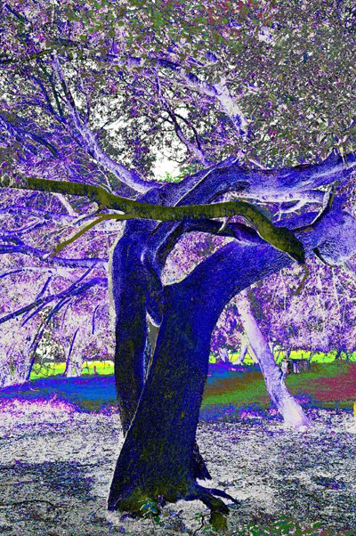 Digitally manipulated colour photograph of two trees with their trunks entwined, leaning away from each other.