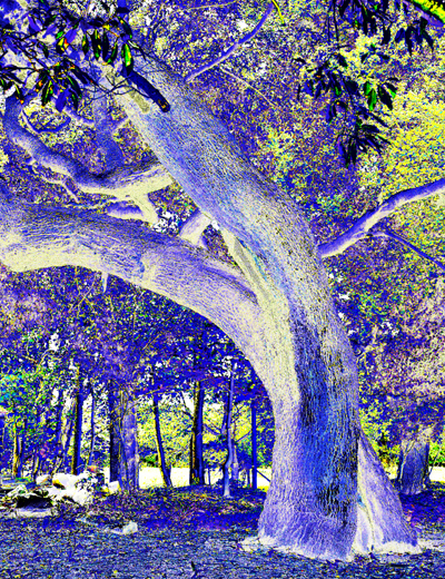 Digitally manipulated colour photograph of two trees with their trunks entwined, leaning away from each other.