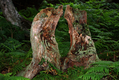 Close up colour photograph of twin tree stumps touching against a background of green bracken.