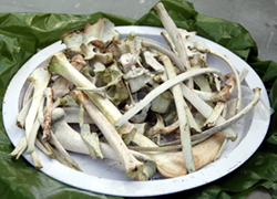 Colour photograph of a lot of bones on a tray.