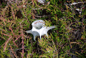 Colour photograph of a vertebrae in the heather.