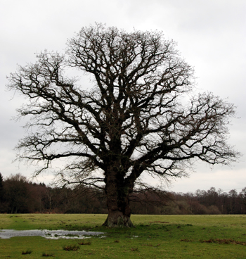 Colour photograph of a bare oak tree, outlined against a white sky with puddles in front of it