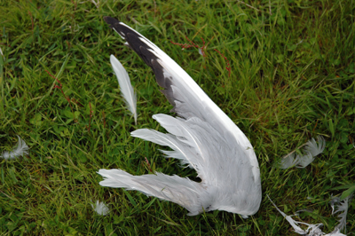 Close up of a seagull's wing against long grass. More feathers are scattered round it.
