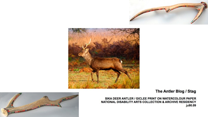 Screengrab of slide showing stag print and antler blog from Holton Lee