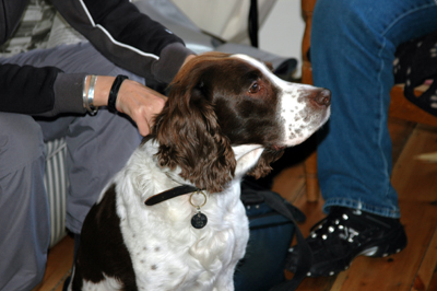 Colour photograph of an English Springer Spaniel, sitting on the floor with human legs in the background.