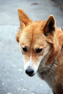 Colour photograph of the head of a bright ginger dog with pointed face and white muzzle.