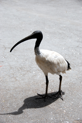 Colour photograph of a white bird with curved black beak and long black legs, casting a shadow  against the concrete it is standing on.