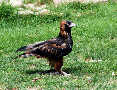 Colour photograph of a brown and black coloured eagle standing on grass with its wings folded against its side.