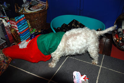 Colour photograph of the back half of a West Highland terrier as it searches a large Xmas stocking.