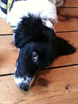 Colour photograph of a dog's black and white fluffy head as it lies against a wooden floor.