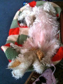 Colour photograph of a West Highland Terrier as it lies on its back in its basket with its legs and stomach in the air.