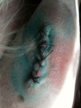 Colour photograph of the stitches in a surgical wound on a white dog's leg, with the skin shaved around it.