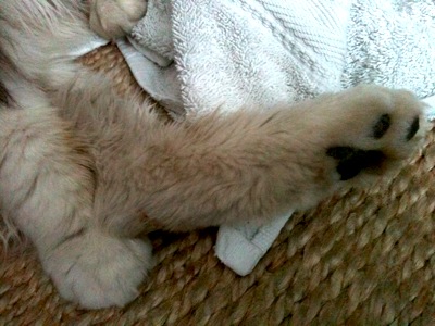 Colour photograph of a dirty white cat's leg against a background of a towel and seagrass rug. Two other paws are visible in the background.
