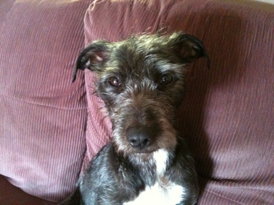 Colour photograph of a hairy grey dog's head and shoulders, against a background of a striped maroon settee.