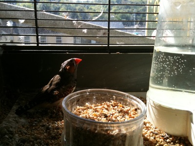 Colour photograph of a small dark bird with a bright red beak, sitting at the bottom of a cage. There is food and water in the foreground, and through the window behind the cage rooftops are visible.