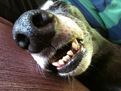 Colour photograph of a greyhound's nose and teeth.