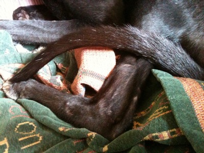 Colour photograph of a greyhound's black tail and back legs, against a background of a green patterned blanket.