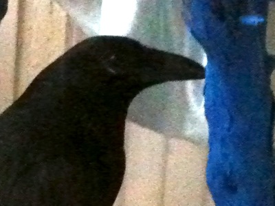 Soft focus colour photograph of a black bird's head against a background of blue and cream.