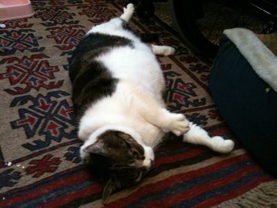 Colour photograph of a fat white and tabby cat lying on a red, blue and beige rug.